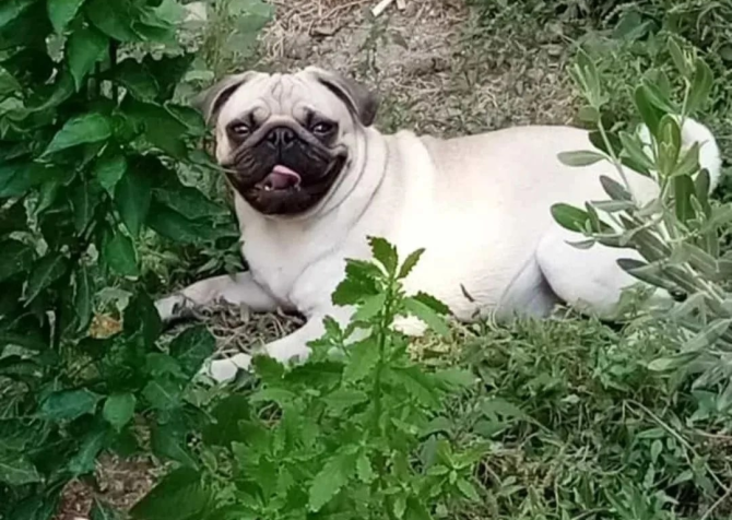 Pug